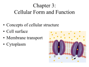 Cell Shapes