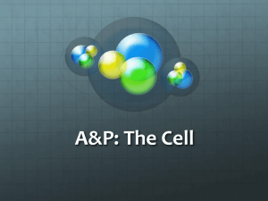 A&P: The Cell