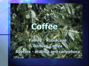 Coffee - Aggie Horticulture