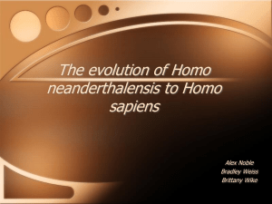 The evolution of Homo neandterthalensis to Homo sapiens