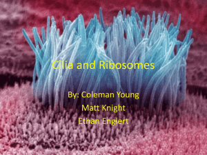 Cilia and Ribosomes - Faculty Access for the Web