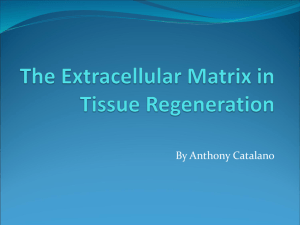 The Extracellular Matrix in Tissue Regeneration