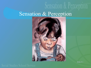 sensation & perception