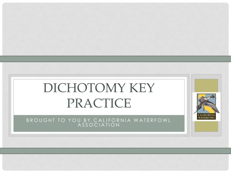 dichotomy-key-practice