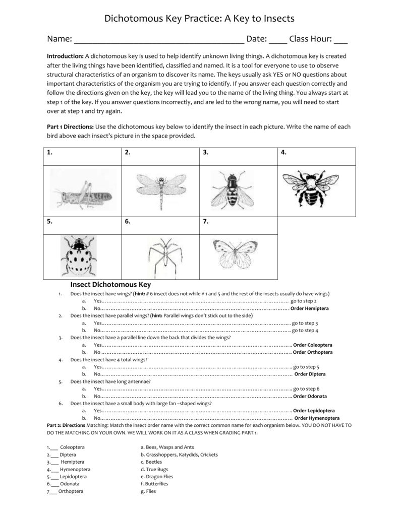 Dichotomous Key Practice A Key To Insects Name Date Class