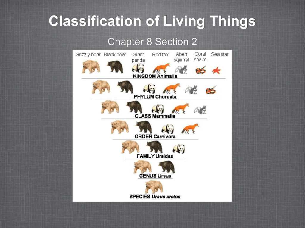 Classification Of Living Things