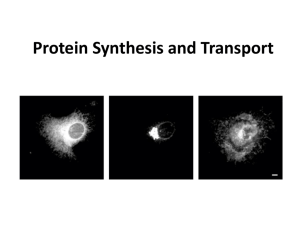 Protein Synthesis and Transport