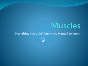 Muscle Presentation muscle_powerpoint