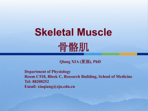 Types of skeletal muscle fibers