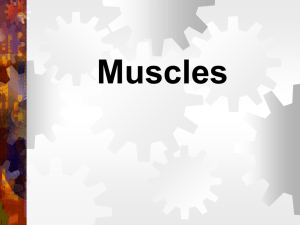 Muscles1