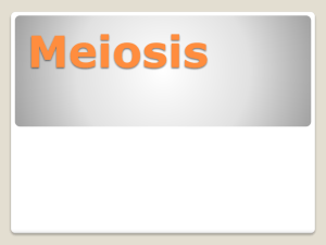 Meiosis I