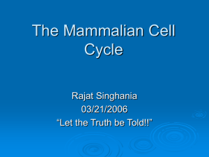 The Mammalian Cell Cycle
