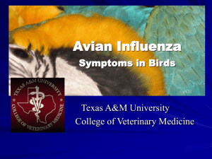 Avian Influenza Brief - Texas A&M University College of Veterinary