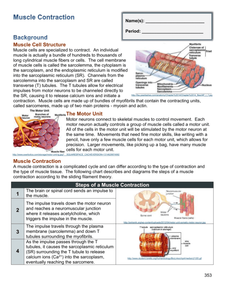 a case study in muscle contraction