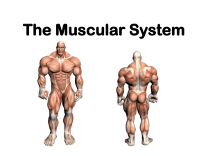 Skeletal Muscle Review