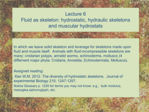 Lecture 6 Fluid for skeletons