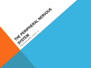 The peripheral nervous system