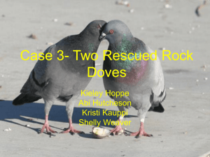 Case 3- Two Rescued Rock Doves