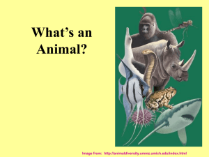 What's an Animal?