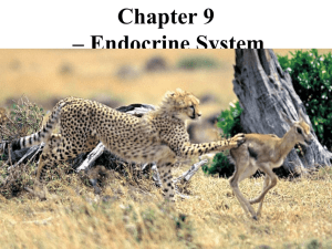 Endocrine system powerpoint