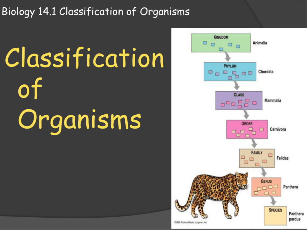 Biology 14.1 Classification of Organisms