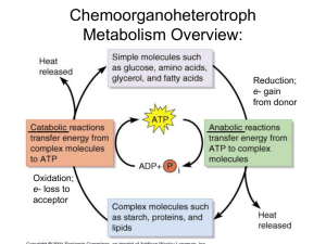 Microbial Metabolism