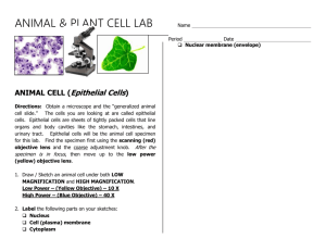 Animal and Plant Cell Lab