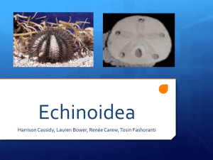 Echinoids