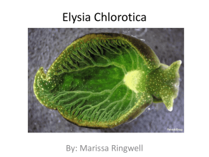 Elysia Chlorotica