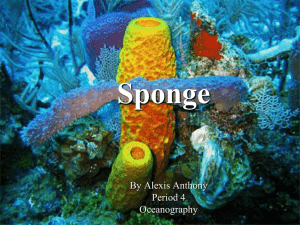 Sponge Anatomy