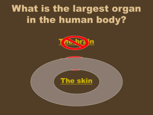 Label the Skin Anatomy Diagram
