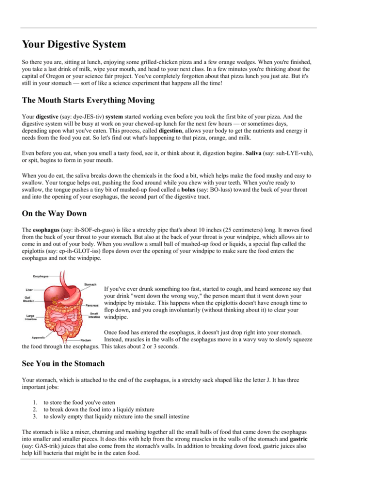 Digestive System Intro