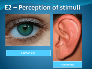 E2 * Perception of stimuli - IBDPBiology-Dnl
