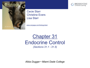 chapter31_Endocrine Control(1
