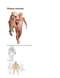Superficial anatomy