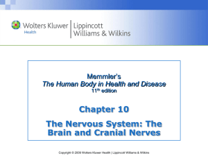 Class 17 - 18 cranial nerves