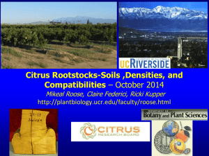 Citrus Rootstocks-Soils ,Densities, and Compatibilities