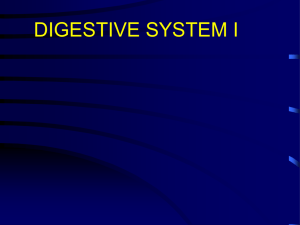 DIGESTIVE SYSTEM I TEXT - PowerPoint Presentation