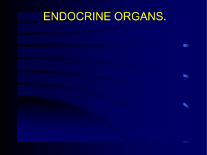 endocrine system text