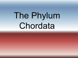 The Phylum Chordata