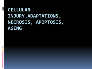 Cellular Injury-Adaptations-Necrosis-Apoptosis