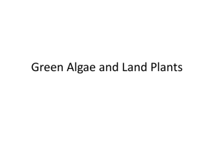 Green Algae and Land Plants