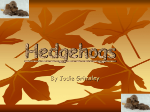hedgehogs - Long Lawford Primary School