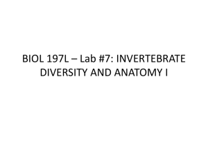BIOL 197L * Lab #7: INVERTEBRATE DIVERSITY AND ANATOMY I