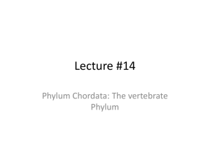 Lecture 14 - Chordates