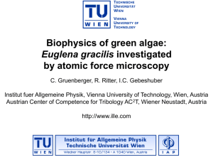 The monocrystalline photoreceptor of Euglena gracilis from from a