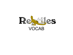 REPTILE VOCAB - local.brookings.k12.sd.us