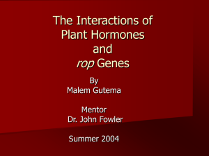 The Effects of Plant Hormones Abscisic Acid, Gibberellins and Auxins