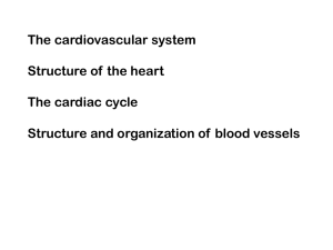 The Cardiovascular System made simple