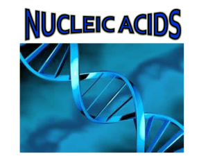 final nucleic acids presentation -